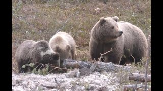 Охота на медведя с луком 2 часть