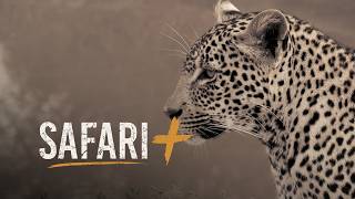 Finding the big 5 - SafariPlus