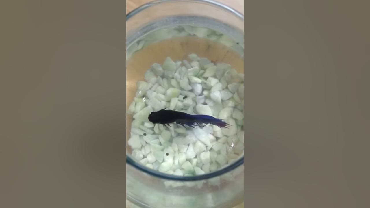 fish-video-for-kids-youtube