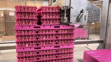 DAMTECH egg palletizer and egg packer + tray stacker