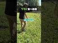 これって無限の好サイクル😆‼️自分だけの欲で生きることは自分を破滅させてしまうんよ😱#地球防衛群#雑草の力#水#微生物#スギナ#ヨモギ#環境問題