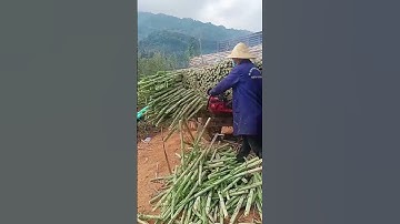 Fresh sugar cane head cutting process- Good tools and machinery can increase work efficiency