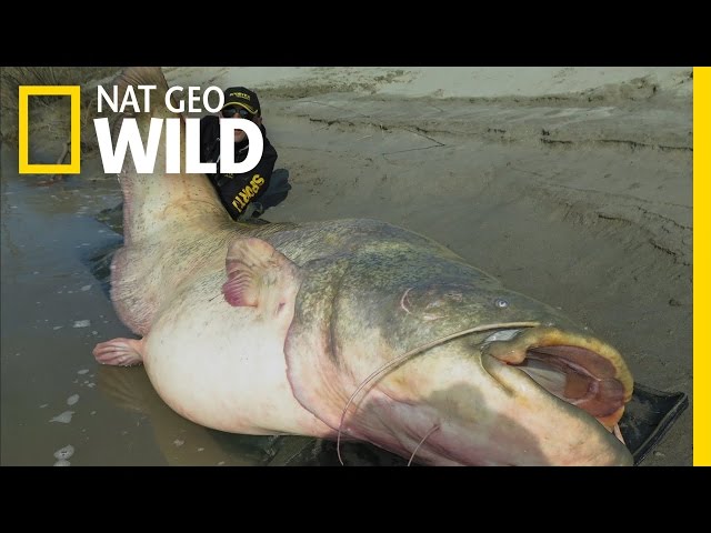 Record Breaking Catfish  River Jaws: Monster Catfish 