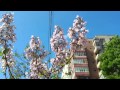 Paulownia Flori netaiat 2015
