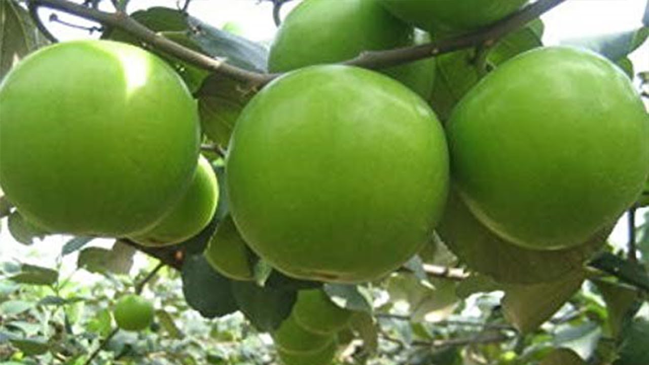 العناية الكاملة باشجار السدر التفاحي أو السدر التايلندي لإنتاج أفضل أنواع السدر بجودة عالية