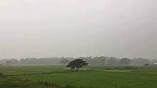 Relaxing Rain and Frog Sounds for Deep Sleep เสียงกบร้องและฝนตก