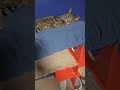 Sorry Mr. FoXx #kitten #nap #catfamily #heydidyouseethisone #cats