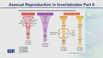 Asexual Reproduction in Invertebrates - Part2 | Animal Form & Function 2 (Theory) | ZOO517T_Topic118