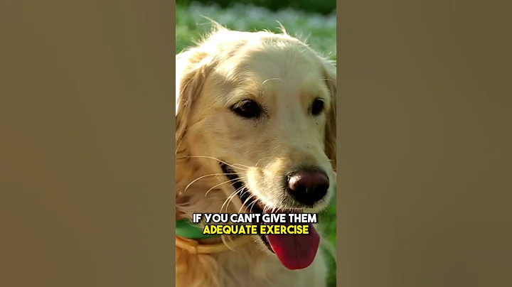 Golden Retriever - Watch This Before Getting One!