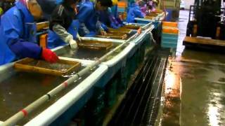 Sorting scallops(1).MP4