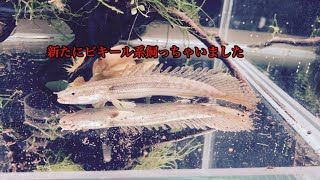 ポリプテルス・ビキールSP コリバお迎えしました！！ - YouTube