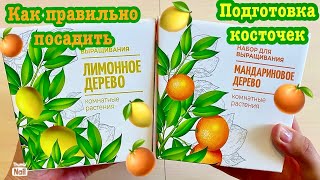Набор для выращивания Лимонное 🍋и Мандариновое🍊дерево🌳Как правильно подготовить косточки?!🪴Посадка!