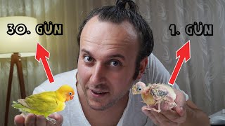 BEBEK CENNET PAPAĞANI VE 30 GÜNLÜK GELİŞİMİ. 30 DAY GROWTH STAGE