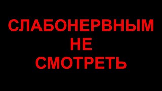 СЛАБОНЕРВНЫМ НЕ СМОТРЕТЬ!/Стая волков напала на  собаку, собака выжила!/Помощь животным/