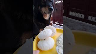 Trying Idli 😋 🐶 screenshot 1
