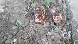 Se Plantează Crinul De Grădină