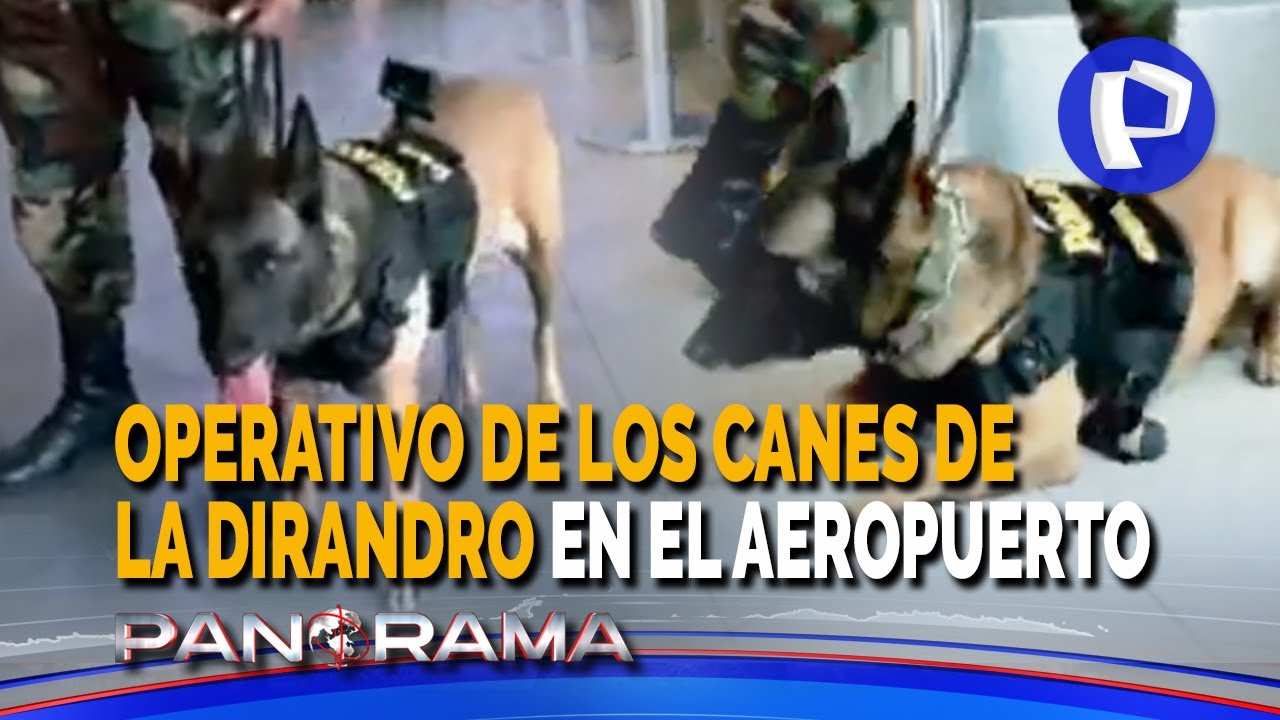 Operativo en el aeropuerto: burriers cercados por el olfato más desarrollado de la Dirandro