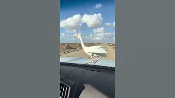 صيد الطيور صقور صقر الطير الحر Explore 