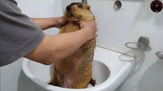 marmot gets this relaxing massage