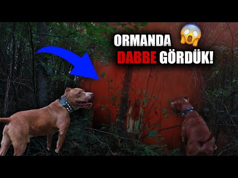 BOYKAYLA ORMANDA DABBE GÖRDÜK!