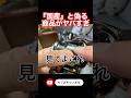 中華製リールがヤバすぎ。#temu #リール #ステラ