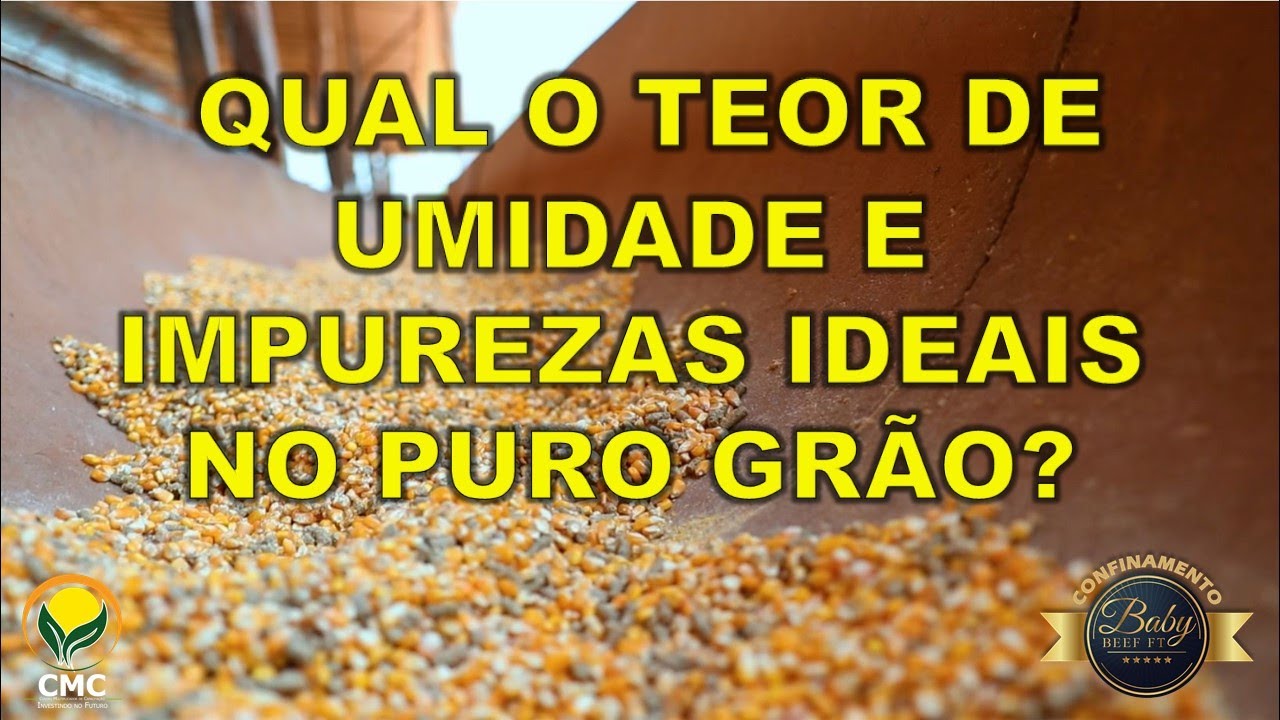Teor Qual o teor de umidade e impurezas ideais no puro grão? - YouTube