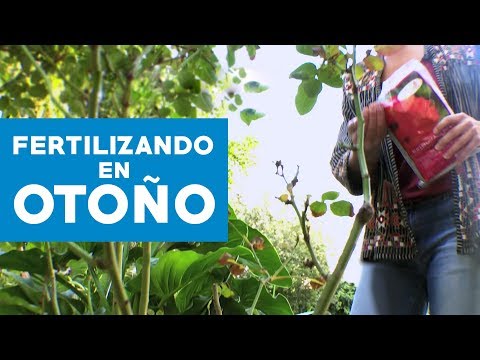 Video: Que Fertilizantes Aplicar En El Otoño