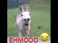 حفلات كوباني