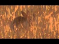 Exploding Bunny at 104yds with a .223