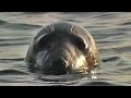 Kayaking with Seals on a Beautiful Summer Evening at Godrevy Cornwall