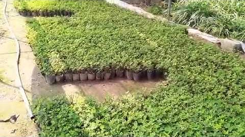 Bán buôn cây cỏ lạc