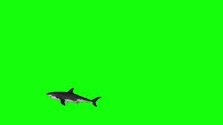 Футаж Зелёный фон 3d Акула, мегалодон, паук Видеомонтаж