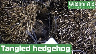 Tangled hedgehog in need of help!