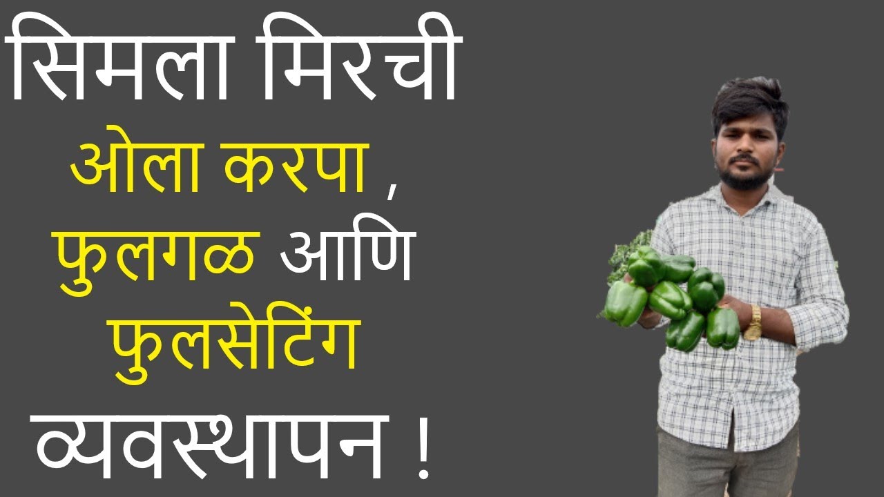 सिमला मिरची - ओला करपा , #फुलगळ आणि फुलसेटिंग व्यवस्थापन !।#Doctor_Kisan।#सिमला_मिरची_लागवड#मिरची_खत