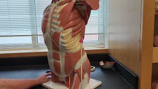 Muscular Torso Model Torso Model Muscles