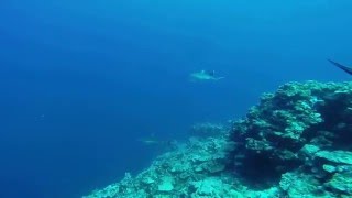 ヤップ島ツアー サメ ヤップ島 検索動画31 ヤップ島ツアー サメ ヤップ島 検索動画 31
