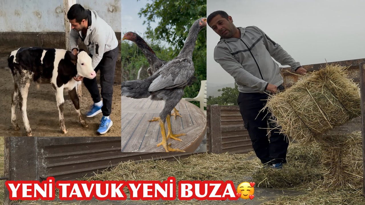 300 BALYA ÇEKTİK YENİ BUZA VE KALİTELİ HİN TAVUKLARI ALDIM