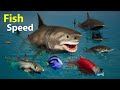 Fish speed comparison  fastest fish in the ocean  data ball