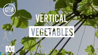 Vertical Vegetables | Growing Vegies | Gardening Australia