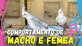 COMO SABER SE A CALOPSITA É MACHO OU FÊMEA PELO COMPORTAMENTO