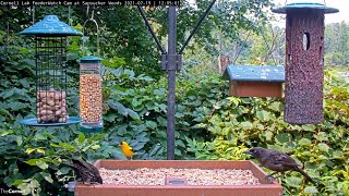 American Goldfinch Brings Surge Of Electric Yellow To Cornell Feeders – July 19, 2021
