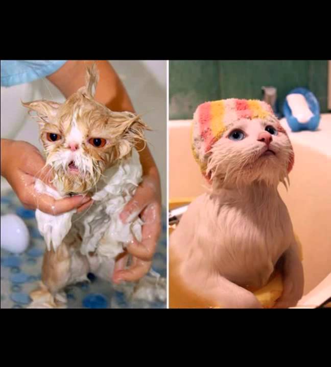 Жить захочешь не так раскорячишься. Жить захочешь не так. Приколы про животных с надписями. Кошка сохла сохла сохла. Мокровй кот.