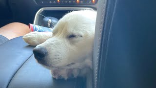 DON’T SCROLL. Cute Dog moment