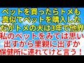 スカッとする話【修羅場・因果応報】ペットを購入!トメも真似してペットを購入するがすぐに他界。トメはうちのペットを見てありえない事を口にする!絶対許さない!【スカッとオーバーフロー】