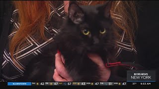 Furry Friend Finder: Calliope