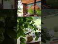Gartenhaus