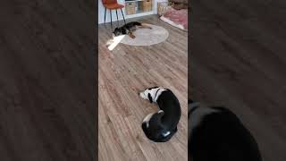 Wie Liegen Unsere Hunde? - Leithund Mitarbeiterhund