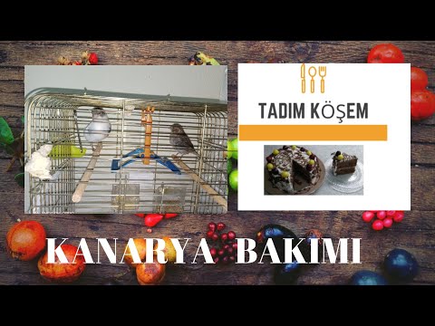 ?KANARYA BAKIMI? KANARYA SESİ? KUŞ BANYOSU??CANARY CARE