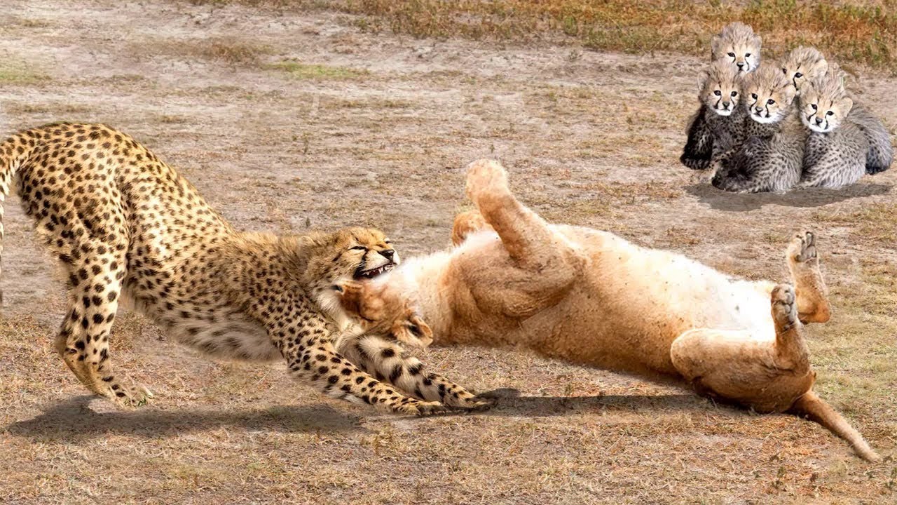 チーター対ライオンの本当の戦い-神は母チーターが彼女のカブをライオンの力から逃れるのを助けることができません - YouTube