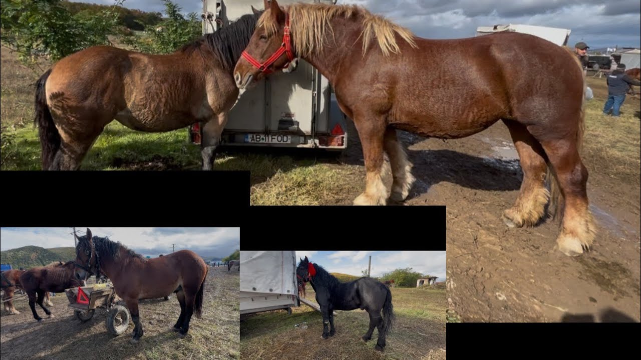 Târg de cai la Sasciori partea 3 octombrie 2025 